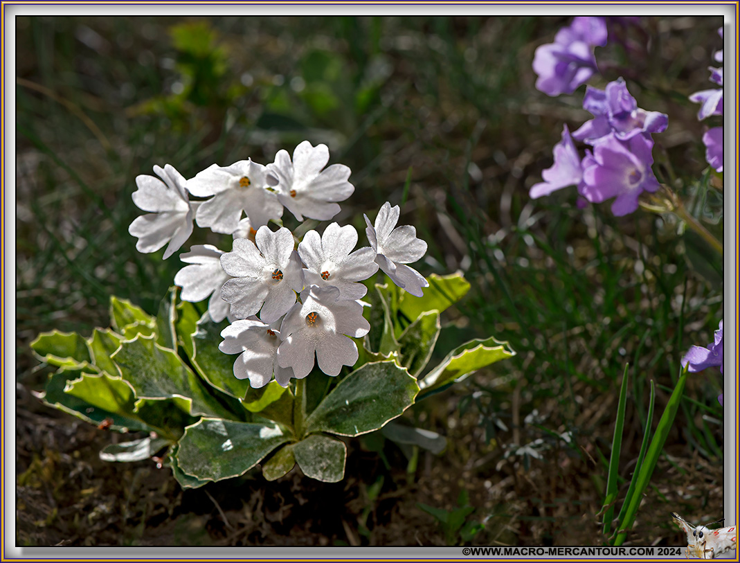 Primevères marginées albinos